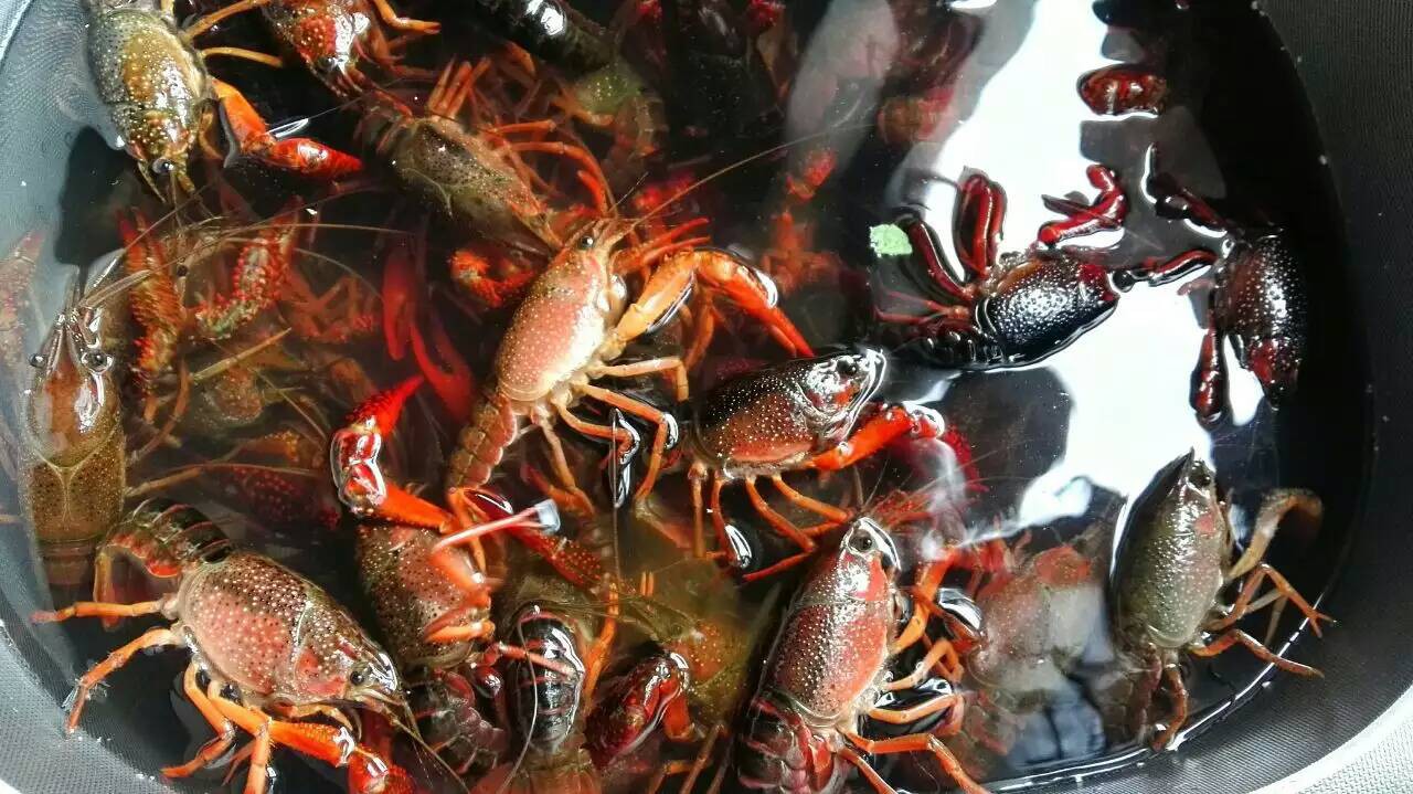 小龍蝦螃蟹生蠔超聲波清洗機(jī) 海鮮凈洗新科技，守護(hù)餐桌健康與美味